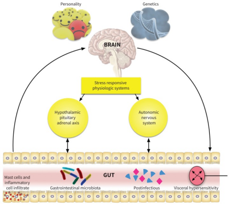 Mr safology, brain gut axis, personality and genetics also plays a role in IBS diagnosis reasoning